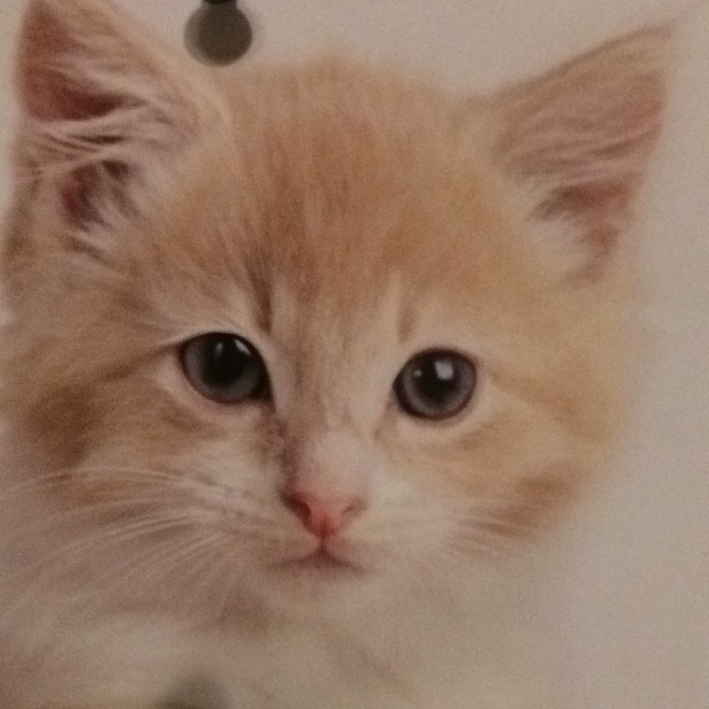 Meet your Posher, Allie